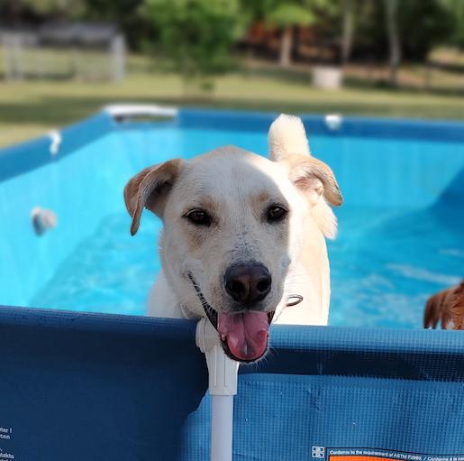 Webster, Adoptable, Young Male Labrador Retriever & Husky.
