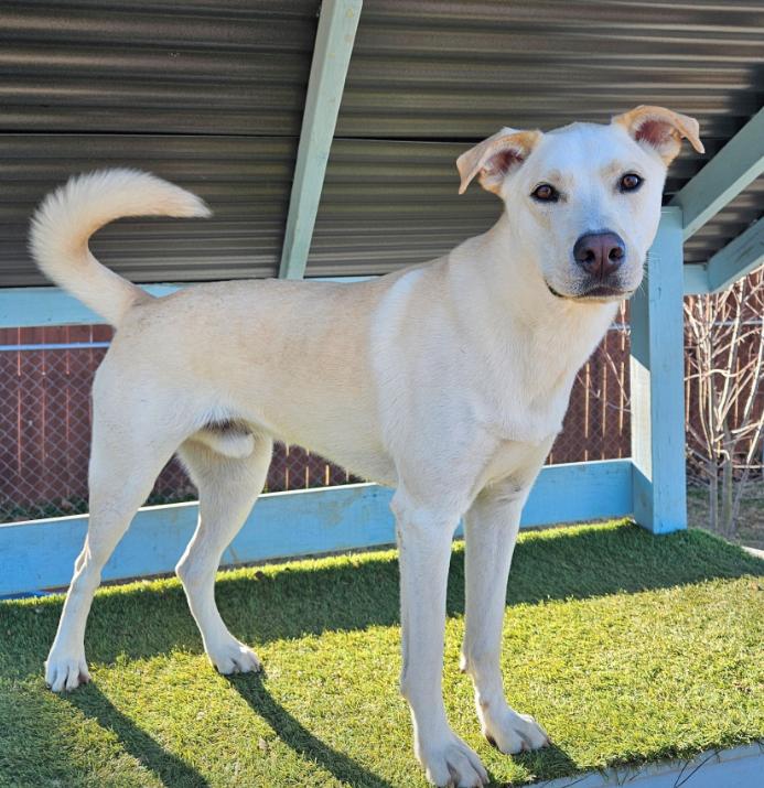 Enlarge Webster, a Adoptable mixed breed in Decatur, GA image 3/3