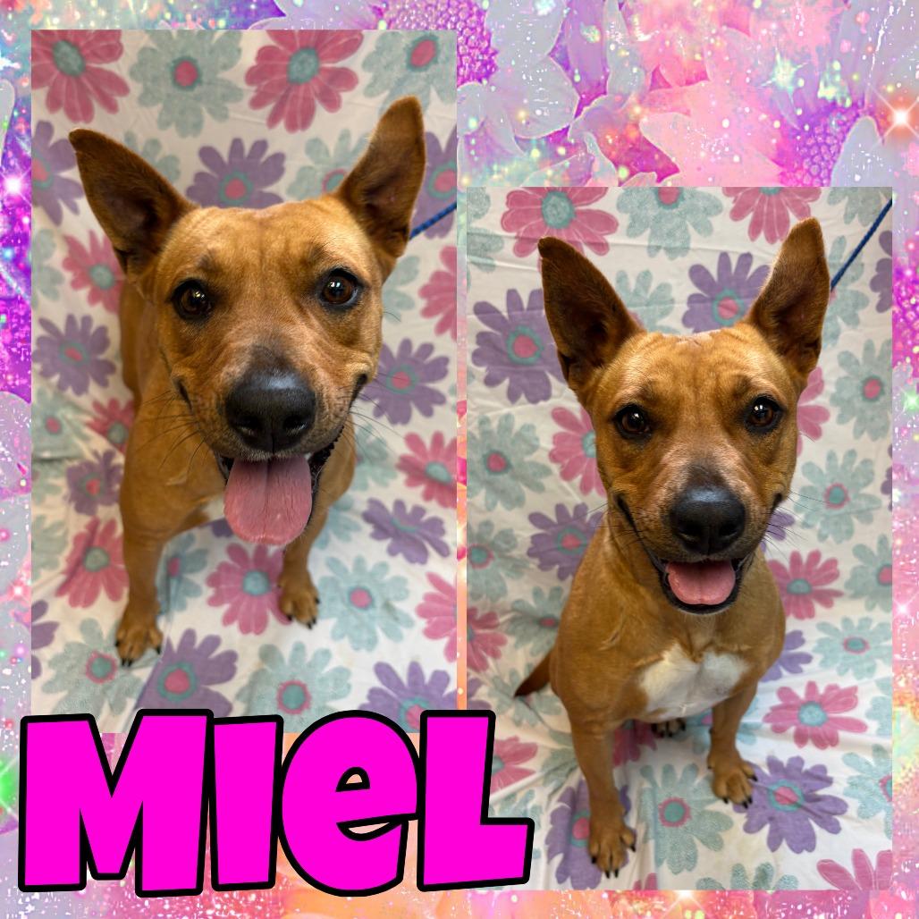 Miel, Adoptable, Adult Female Terrier.
