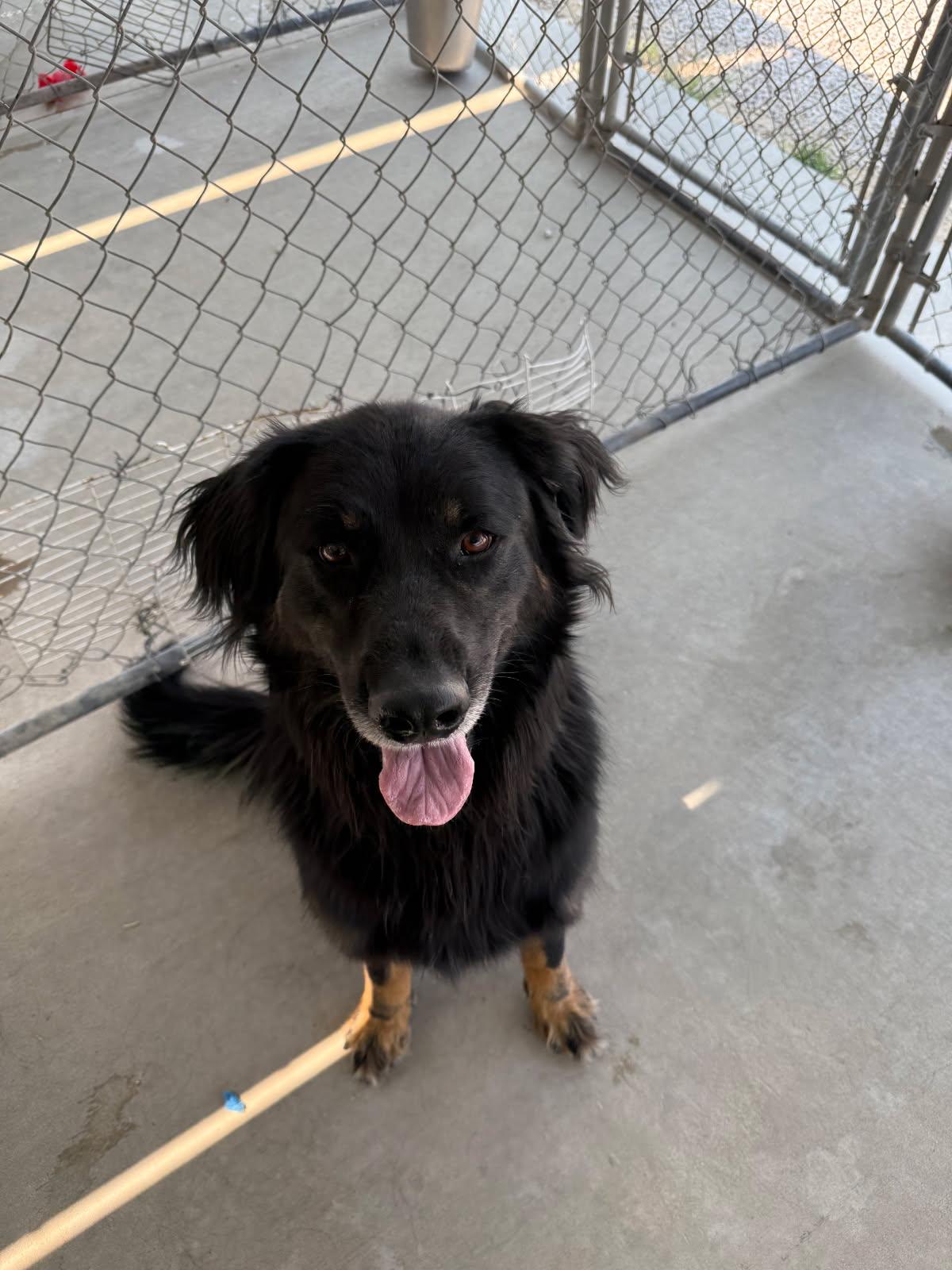 Bud, an adoptable German Shepherd Dog in Rawlins, WY, 82301 | Photo Image 3