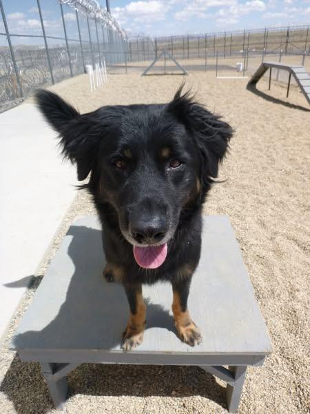 Bud, a Adoptable mixed breed in Rawlins, WY image 2/4