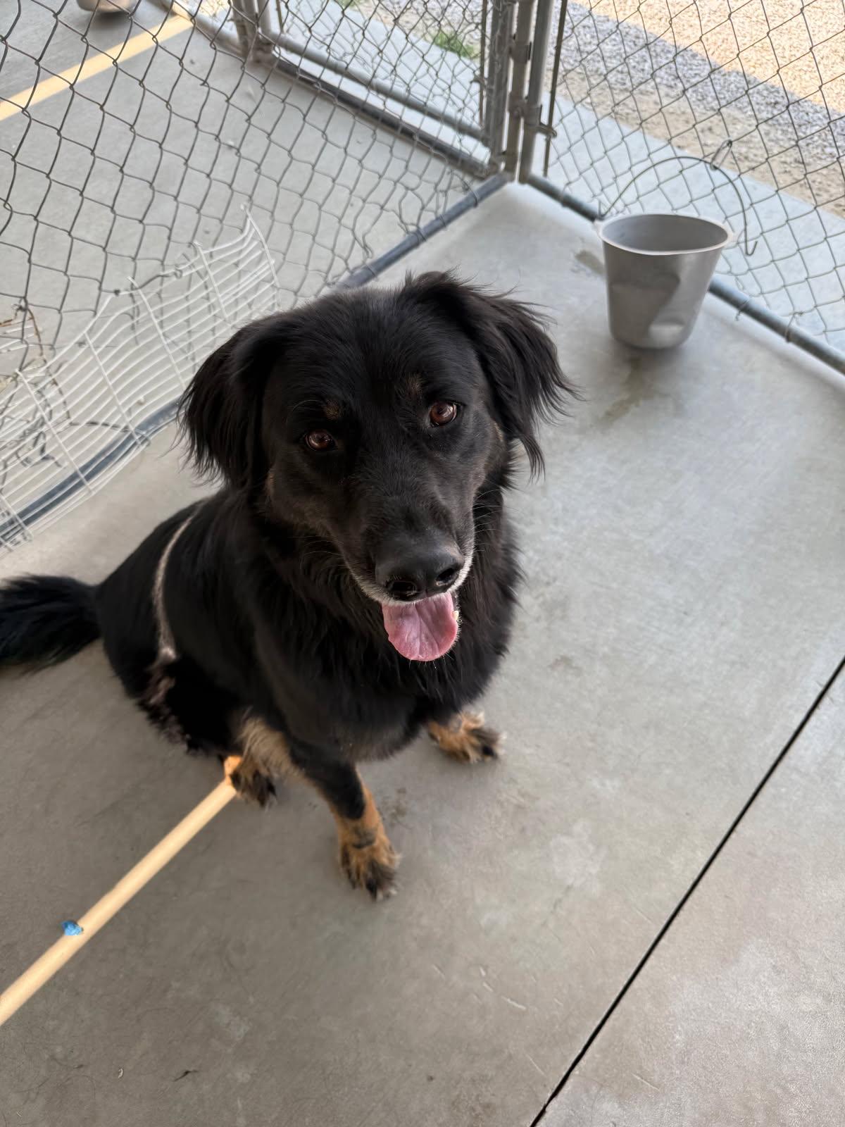 Bud, a Adoptable mixed breed in Rawlins, WY image 4/4