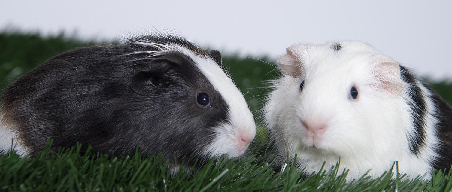 Badger and Bear, ADOPTABLE, Baby Male Guinea Pig.