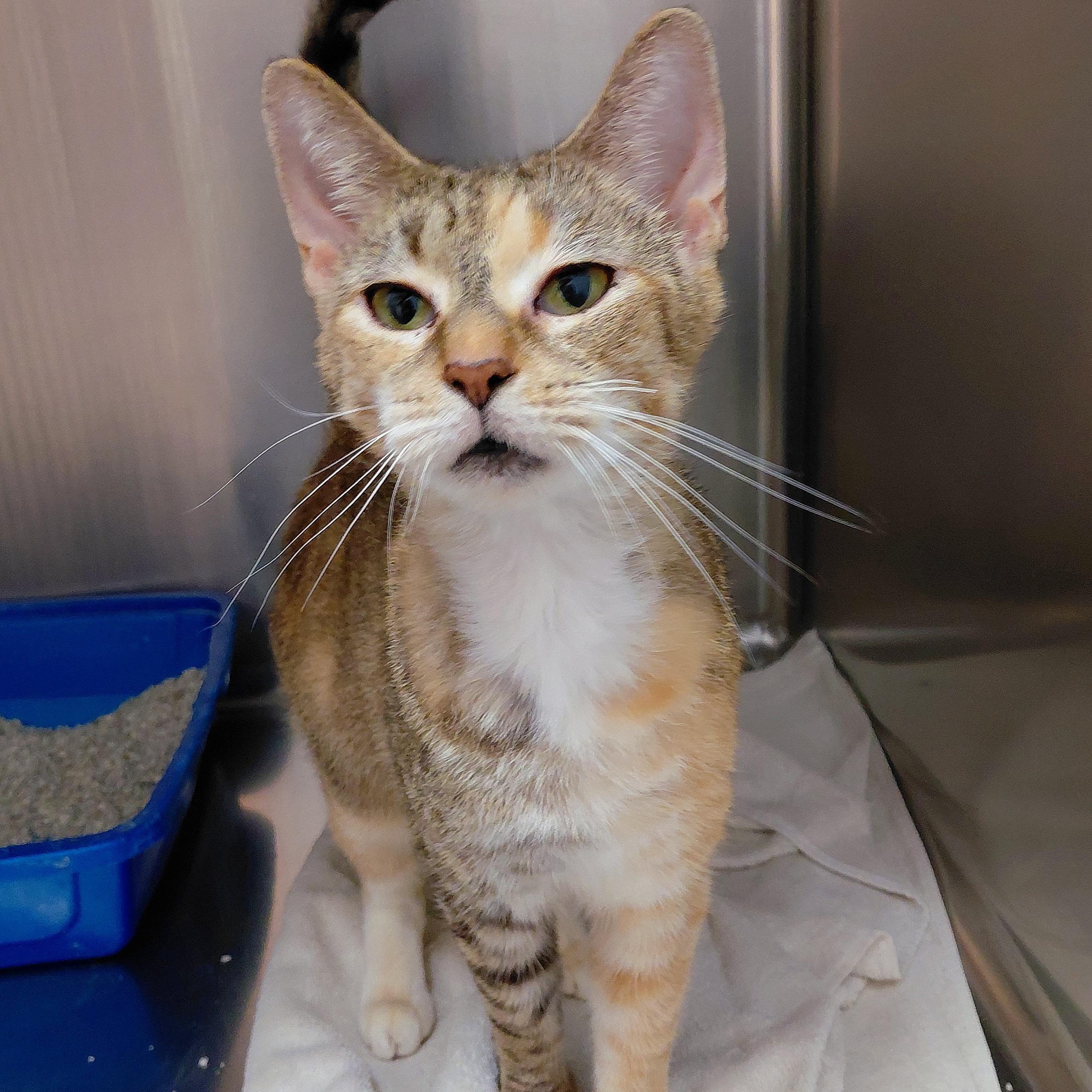 Susan, Adoptable, Adult Female Domestic Short Hair.