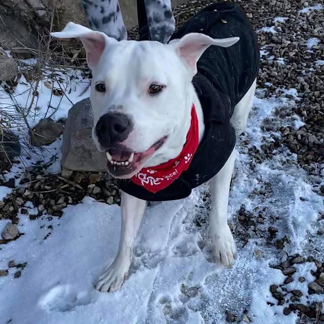 Ghost - Deaf special needs, a Adoptable mixed breed in Jerome, ID image 2/6