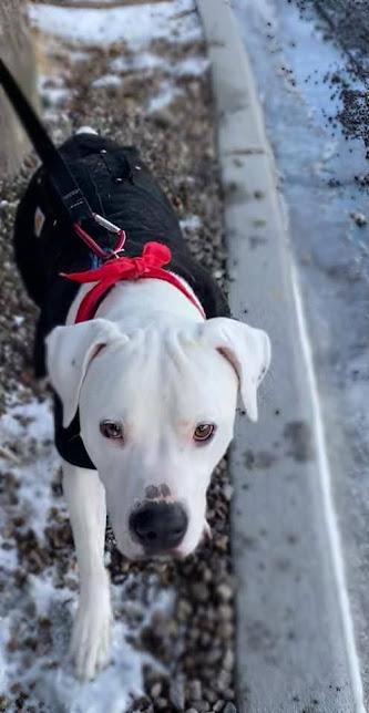 Ghost - Deaf special needs, a Adoptable mixed breed in Jerome, ID image 3/6