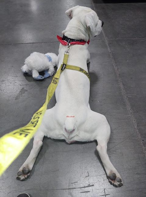 Ghost - Deaf special needs, a Adoptable mixed breed in Jerome, ID image 6/6