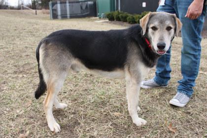 Johnny, Adoptable, Adult Male Shepherd & Mixed Breed.