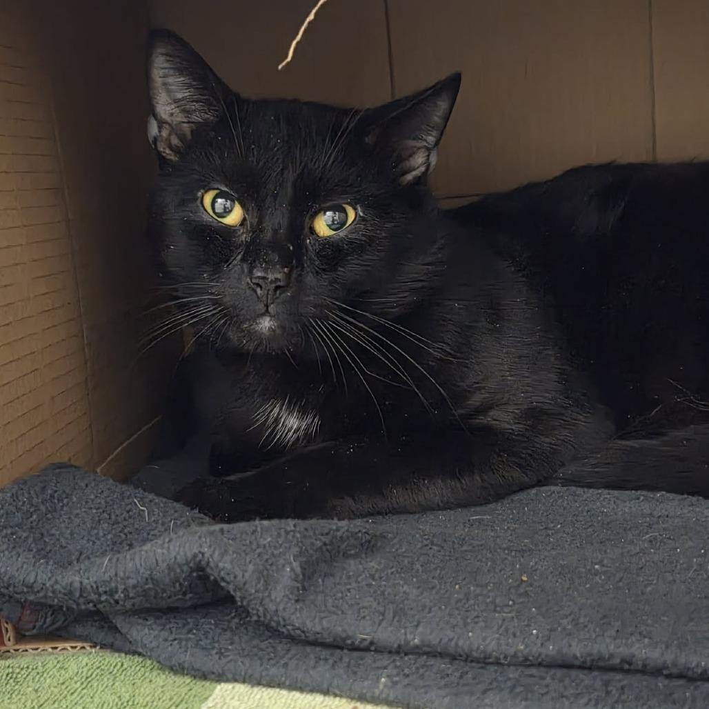 Enlarge Bear, a Adoptable Domestic Short Hair in Ballston Spa, NY image 1/1