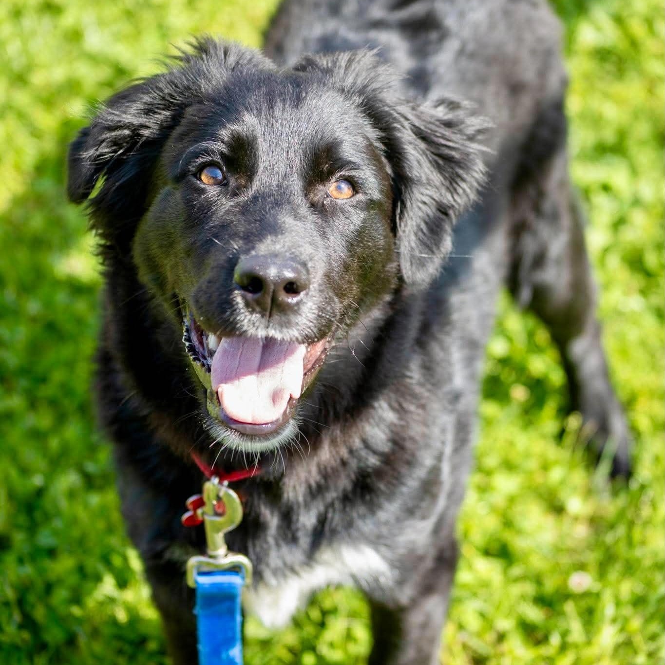 Enlarge Nico, an adopted Border Collie in Valparaiso, IN image 1/1