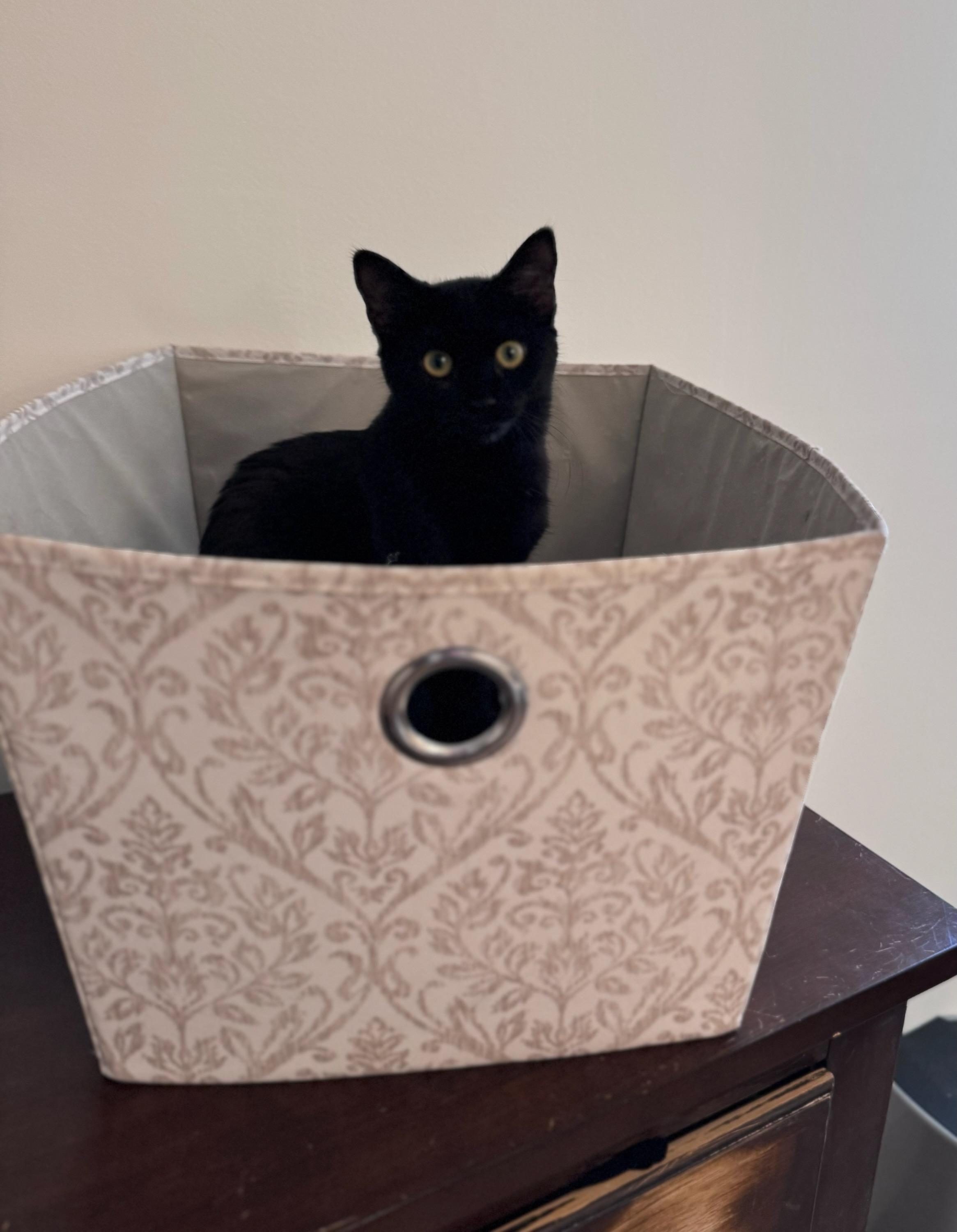 Penny, Adoptable, Young Female Domestic Short Hair.