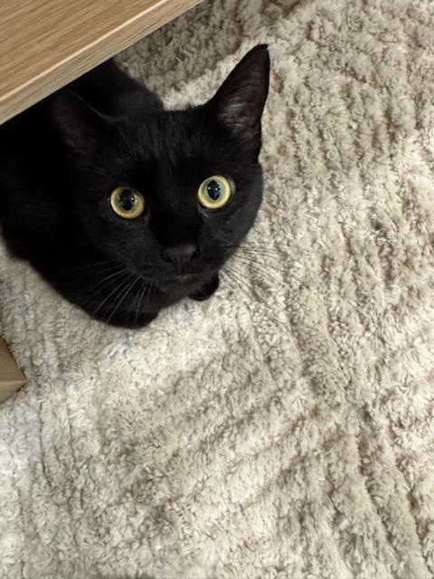 Enlarge Penny, a Adoptable Domestic Short Hair in Hasbrouck Heights, NJ image 3/6