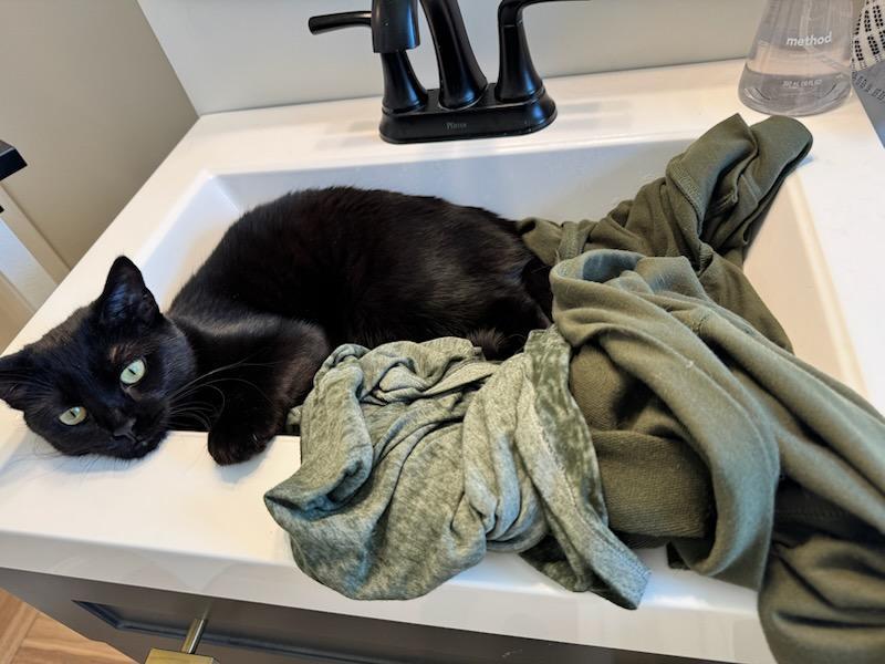 Penny, Adoptable, Young Female Domestic Short Hair.