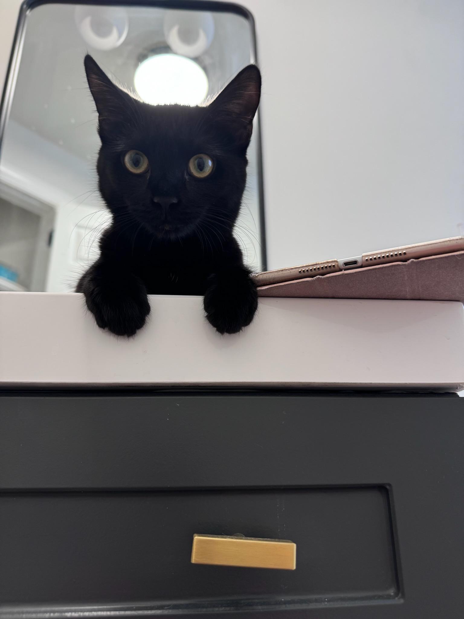 Enlarge Penny, a Adoptable Domestic Short Hair in Hasbrouck Heights, NJ image 5/6