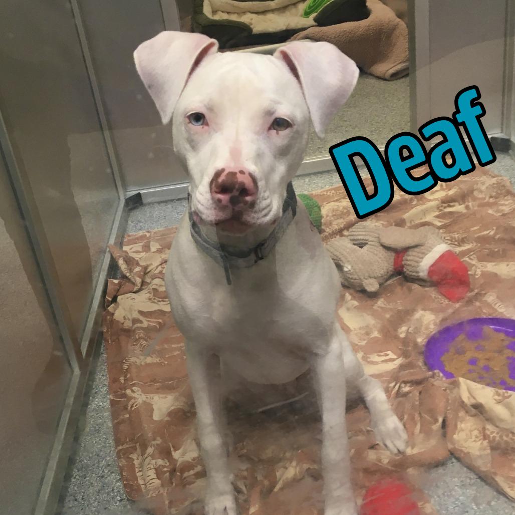 Enlarge Joy, a Adoptable Mixed Breed in Mentor, OH image 1/6