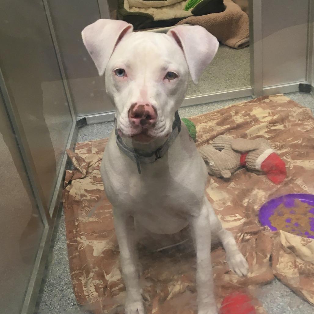 Enlarge Joy, a Adoptable Mixed Breed in Mentor, OH image 3/6
