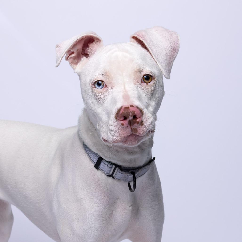 Enlarge Joy, a Adoptable Mixed Breed in Mentor, OH image 4/6