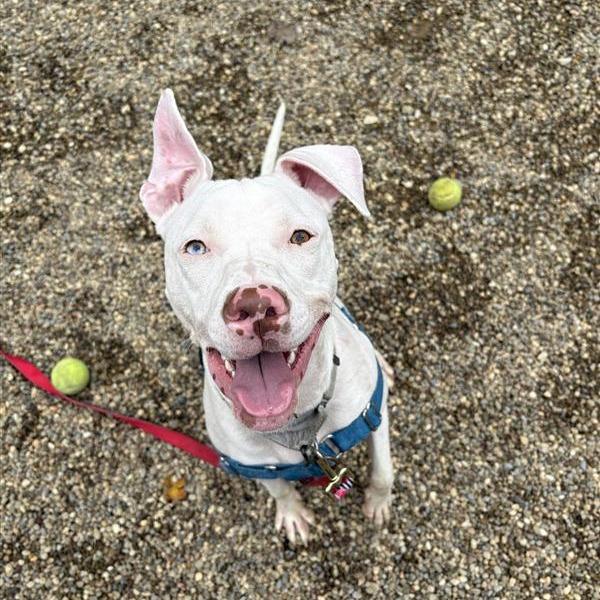 Enlarge Joy, a Adoptable Mixed Breed in Mentor, OH image 5/6