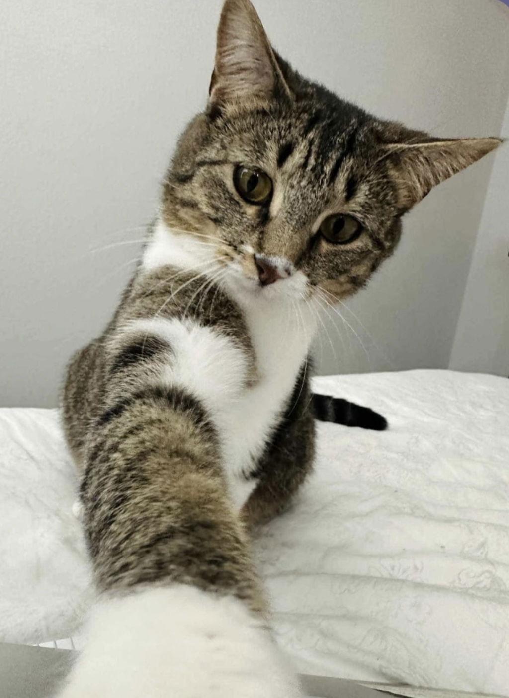 Queen Victoria, Adoptable, Adult Female Domestic Short Hair.