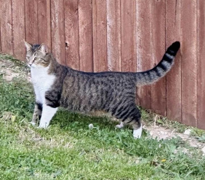 Enlarge Queen Victoria, a Adoptable Domestic Short Hair in Frisco, TX image 2/3