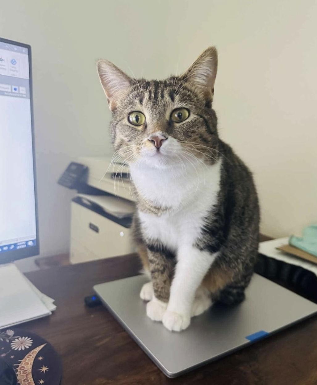 Enlarge Queen Victoria, a Adoptable Domestic Short Hair in Frisco, TX image 3/3