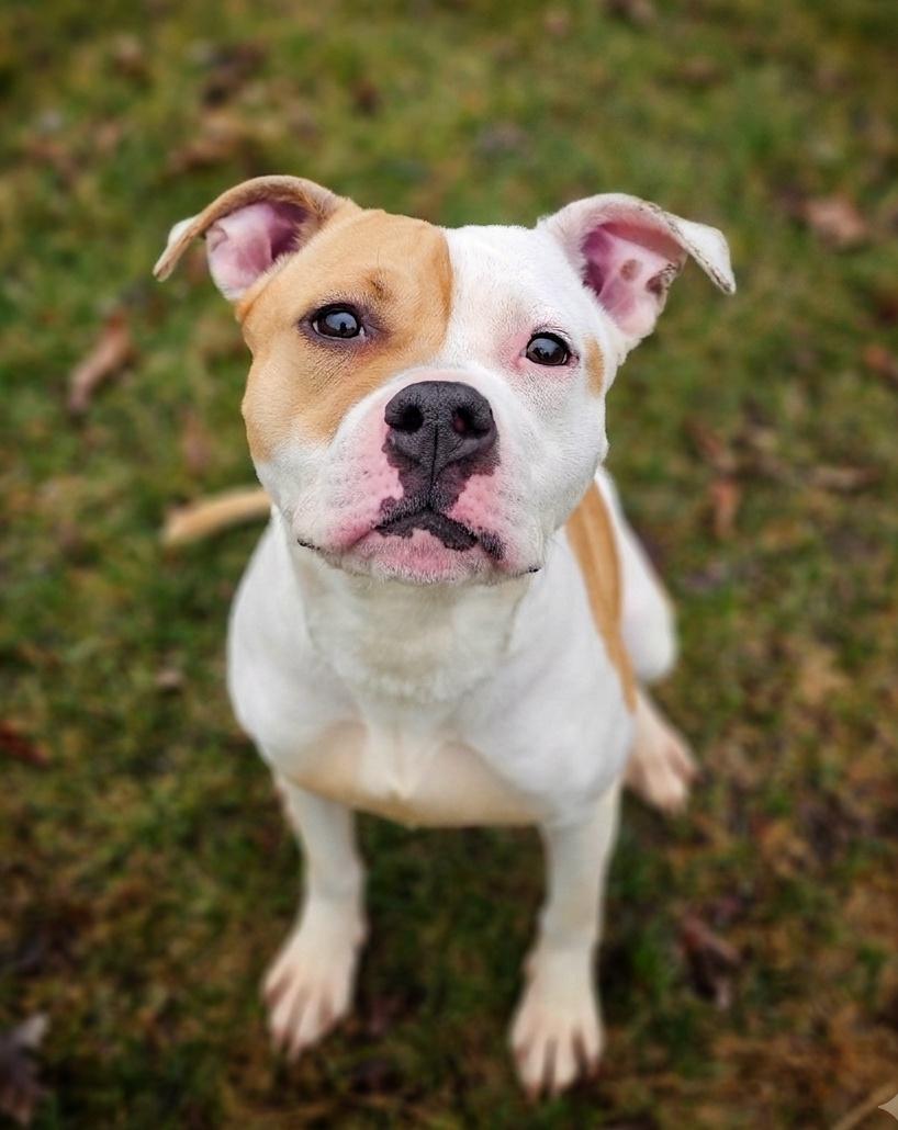 Enlarge Perla, a ADOPTABLE mixed breed in Bay City, MI image 4/4