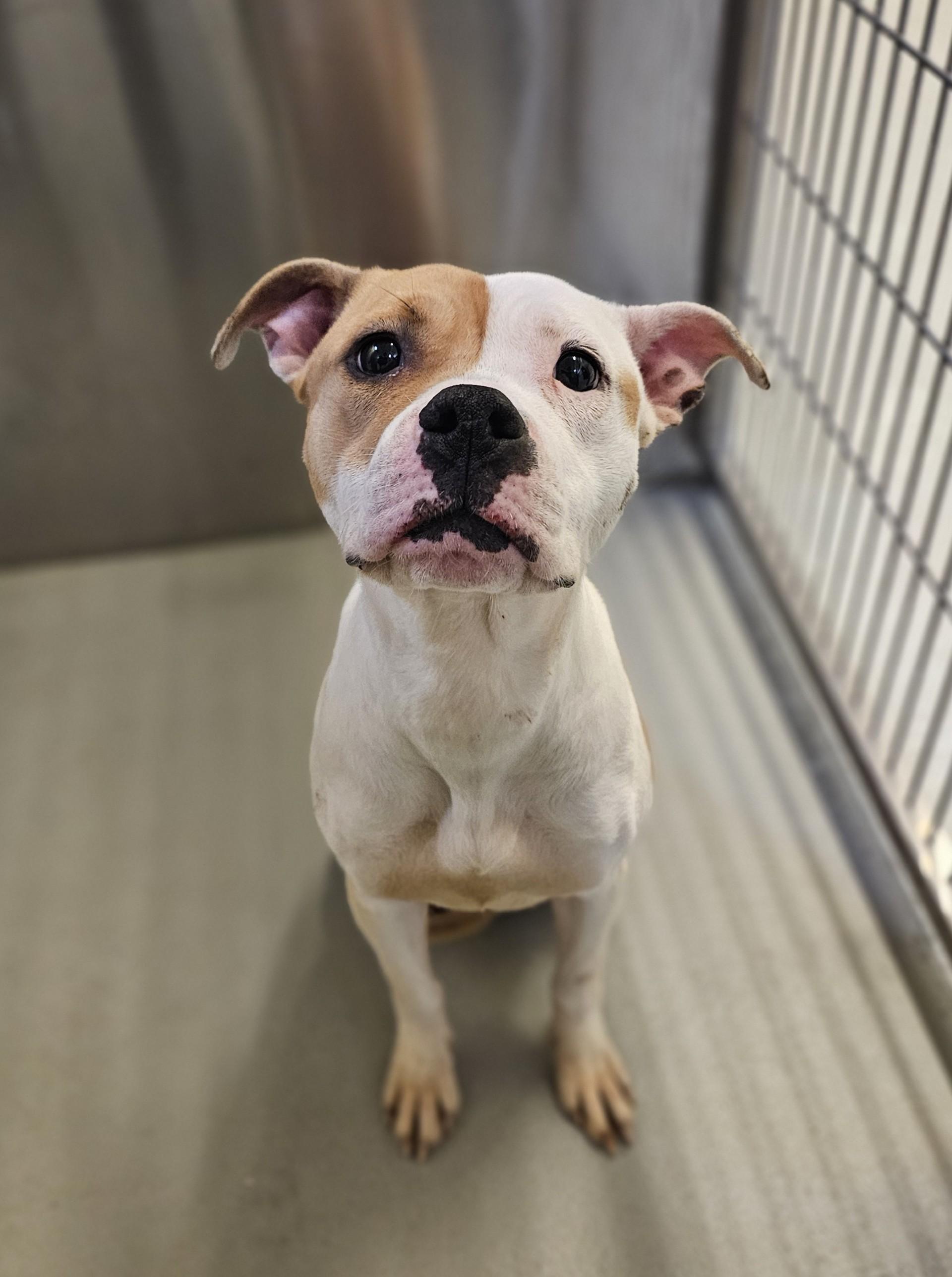 Enlarge Perla, a ADOPTABLE mixed breed in Bay City, MI image 2/4