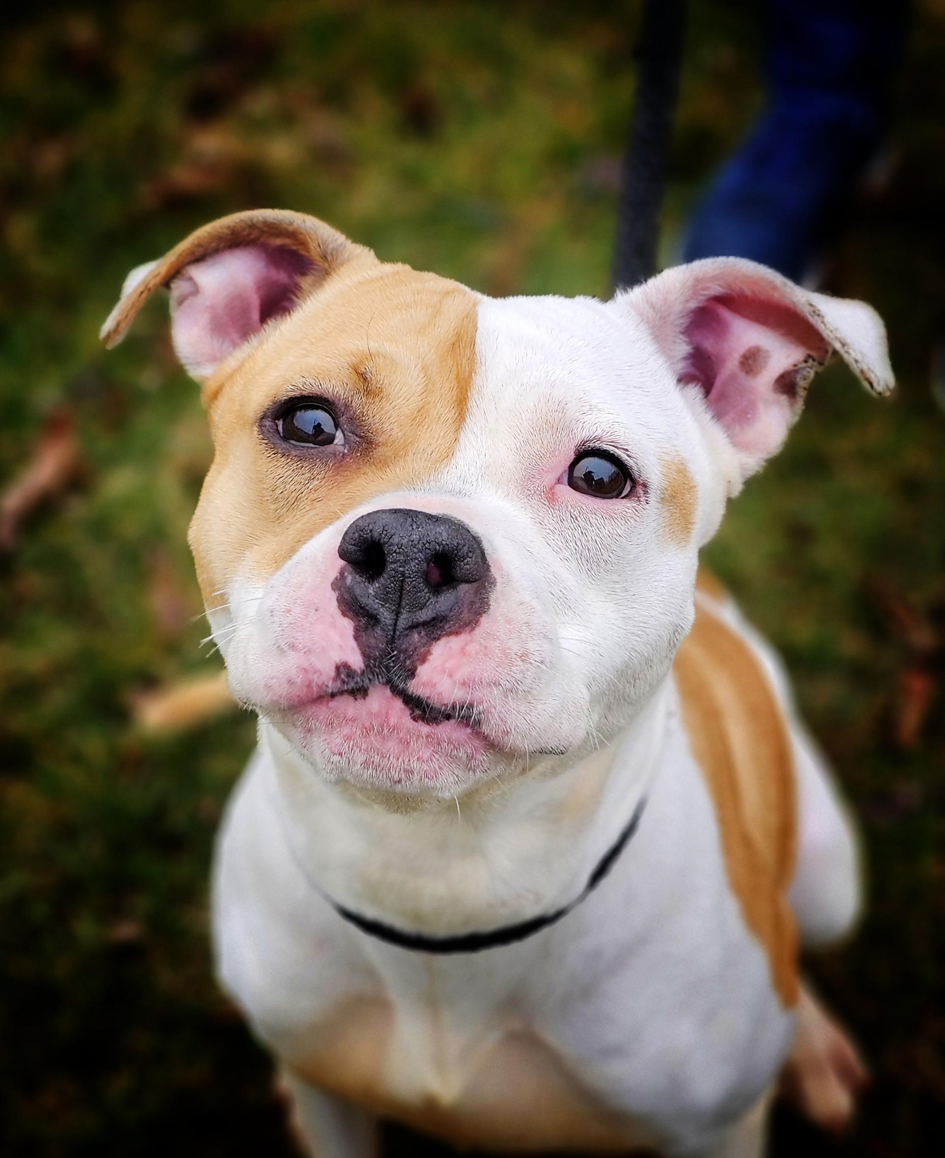 Enlarge Perla, a ADOPTABLE mixed breed in Bay City, MI image 1/4
