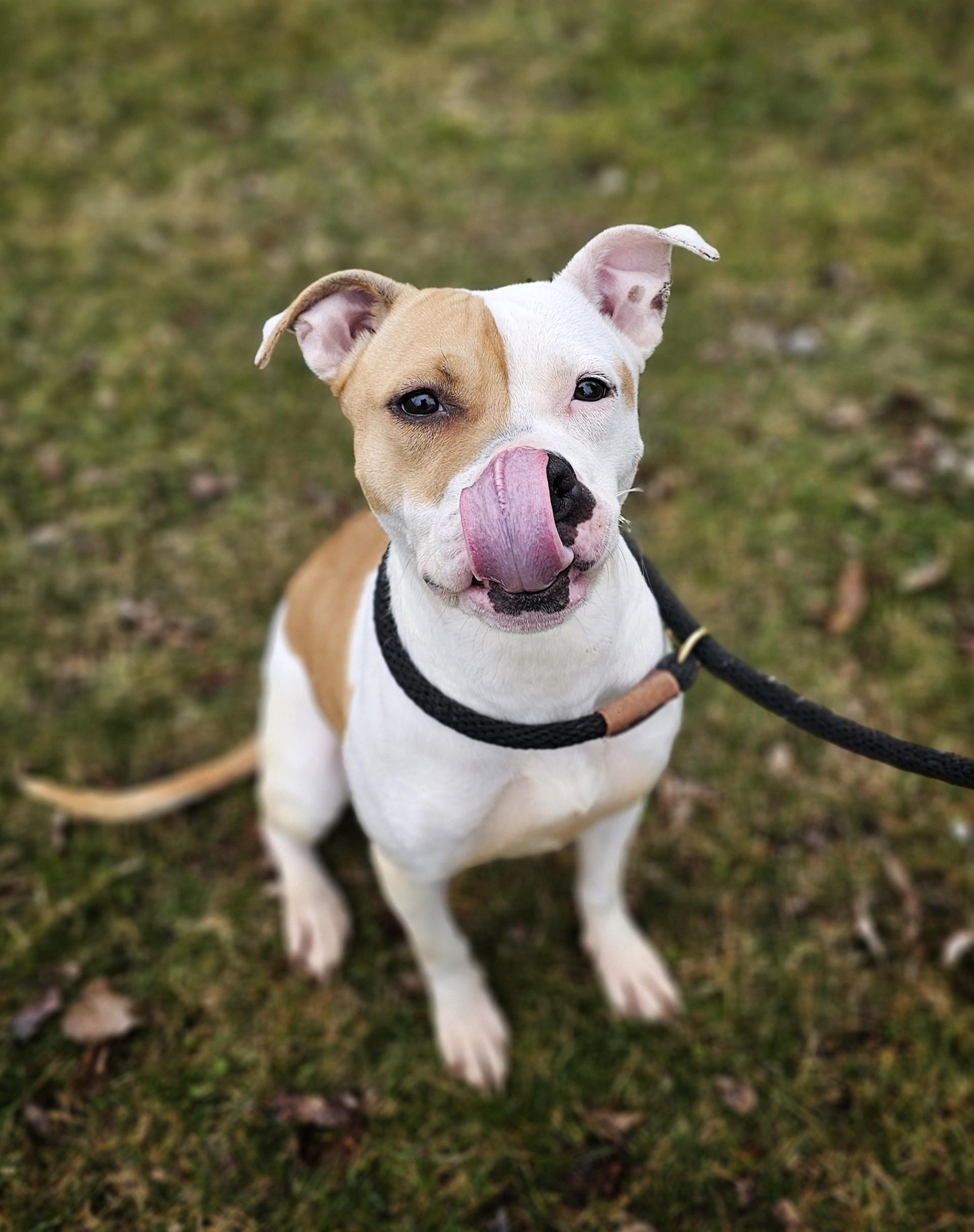 Enlarge Perla, a ADOPTABLE mixed breed in Bay City, MI image 3/4