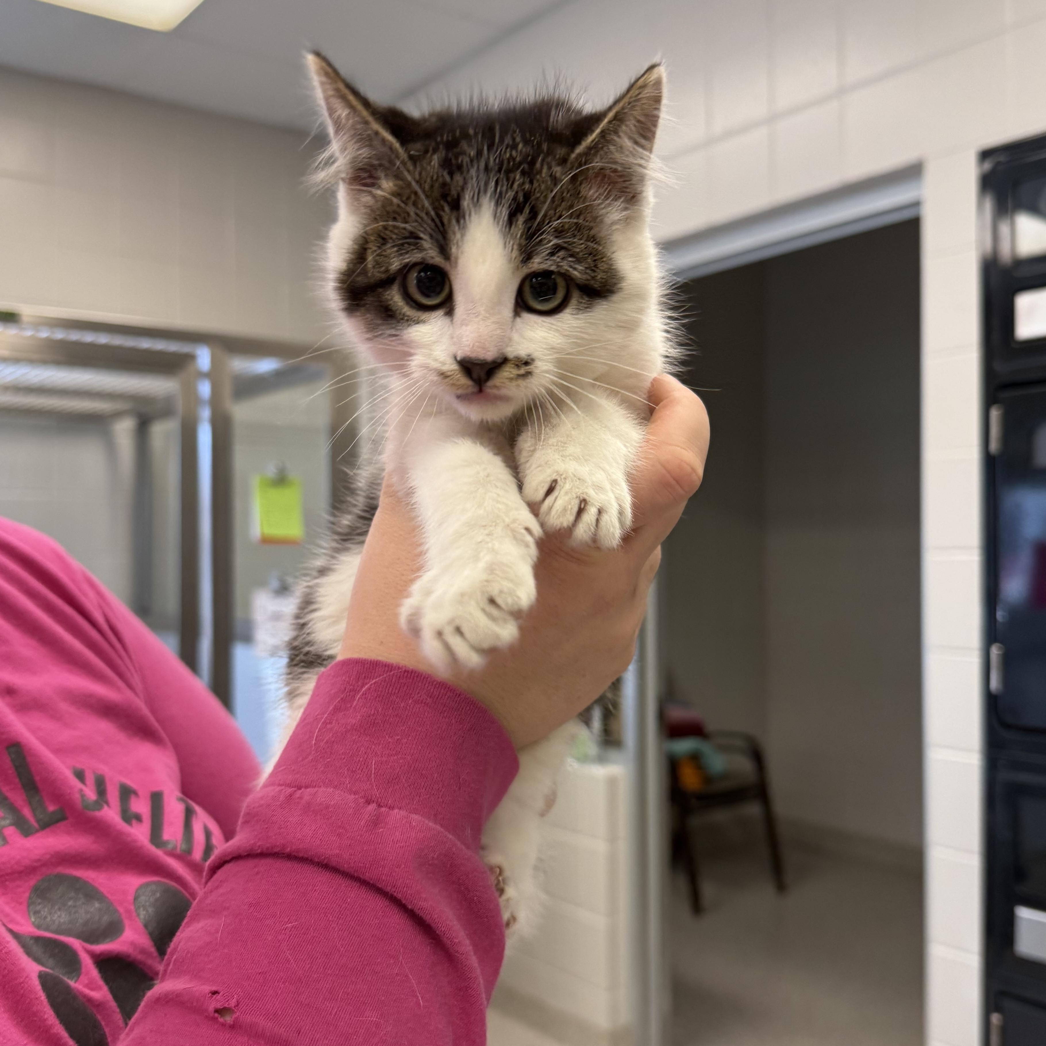 Onyx, ADOPTABLE, Kitten Male Domestic Short Hair.