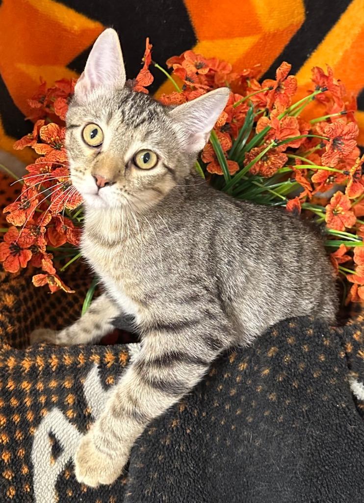 5/21/26 Enzo, Adoptable, Kitten Male Domestic Short Hair.