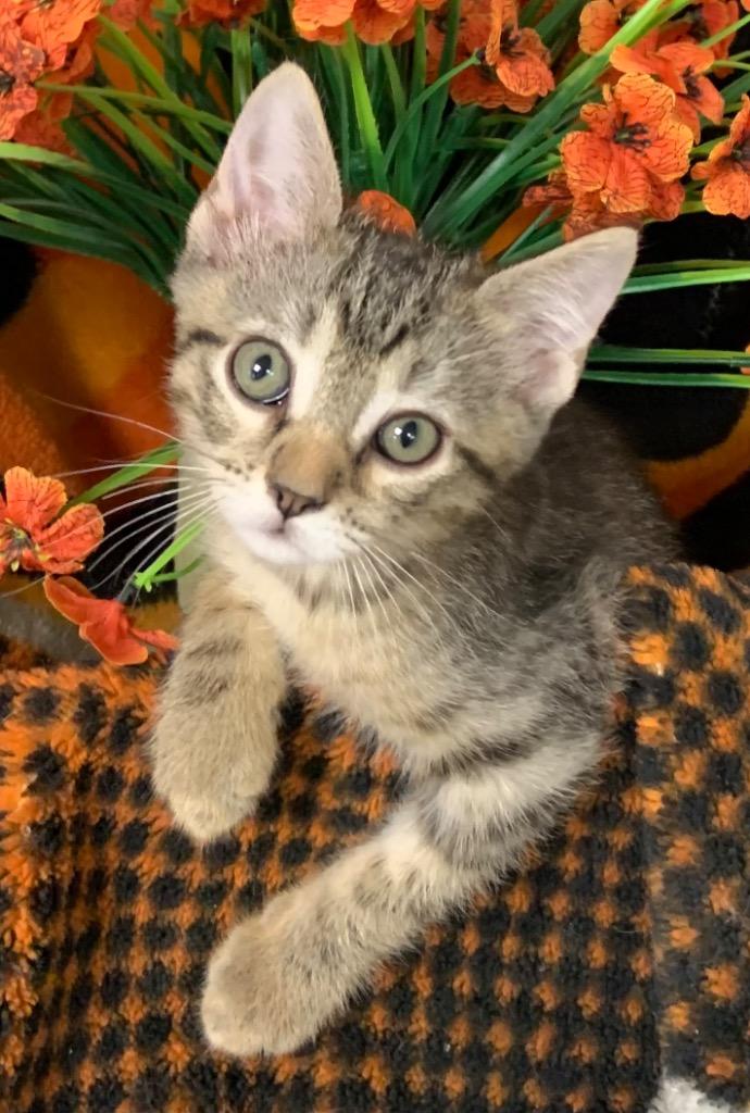 5/21/26 Enzo, Adoptable, Kitten Male Domestic Short Hair.