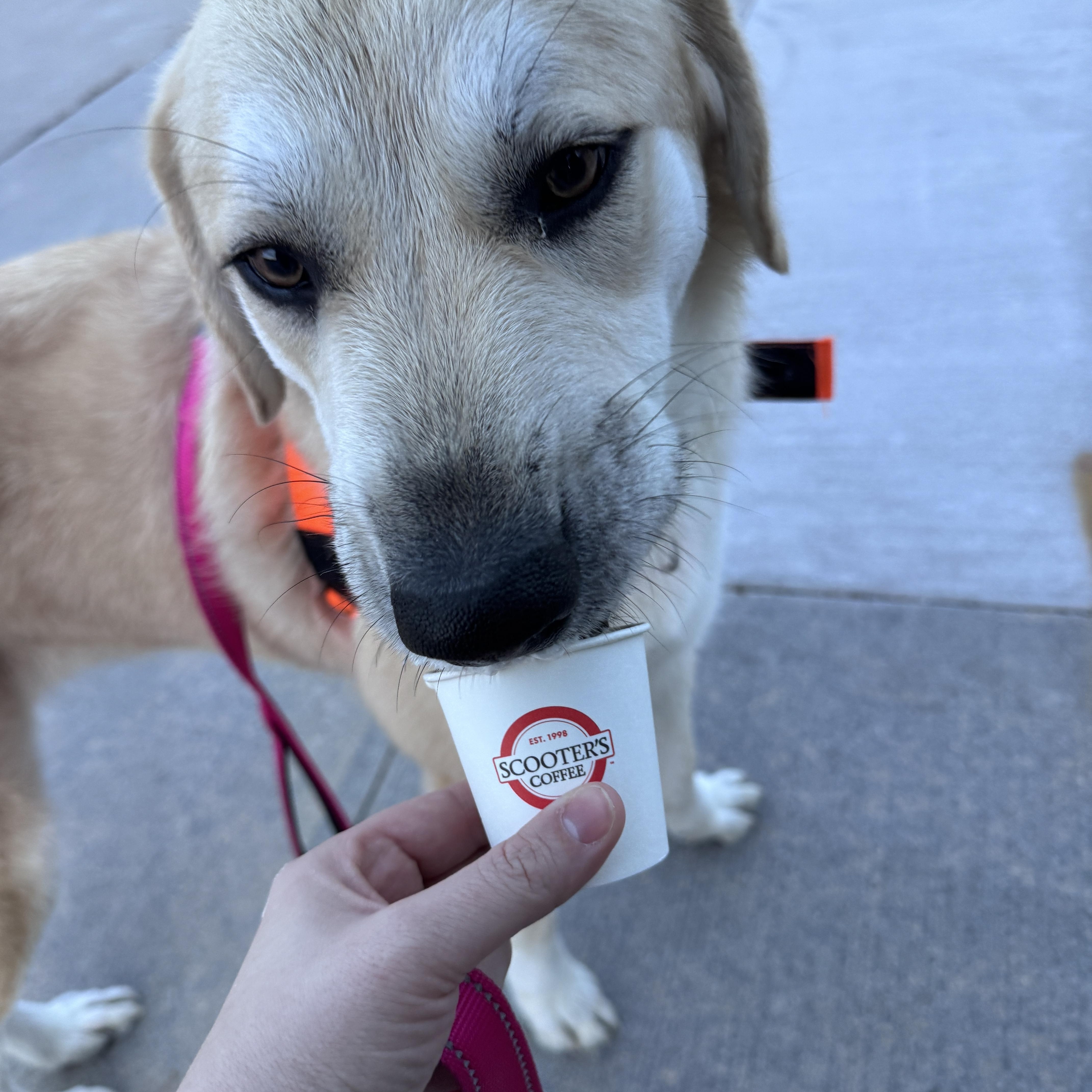 Enlarge Gracie, a ADOPTABLE Great Pyrenees in Seward, NE image 3/3