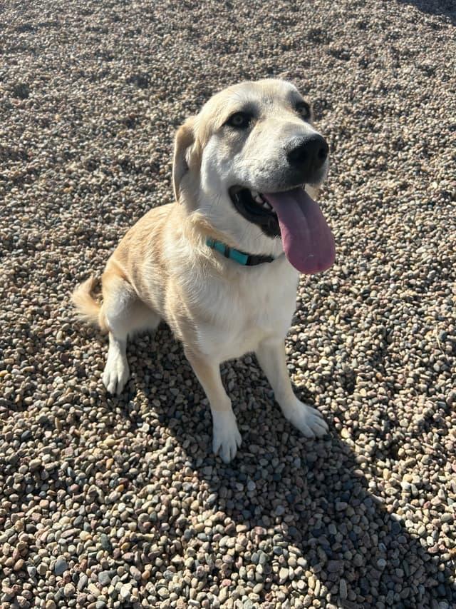 Enlarge Gracie, a ADOPTABLE Great Pyrenees in Seward, NE image 1/3