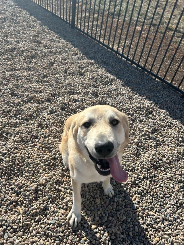 Enlarge Gracie, a ADOPTABLE Great Pyrenees in Seward, NE image 2/3