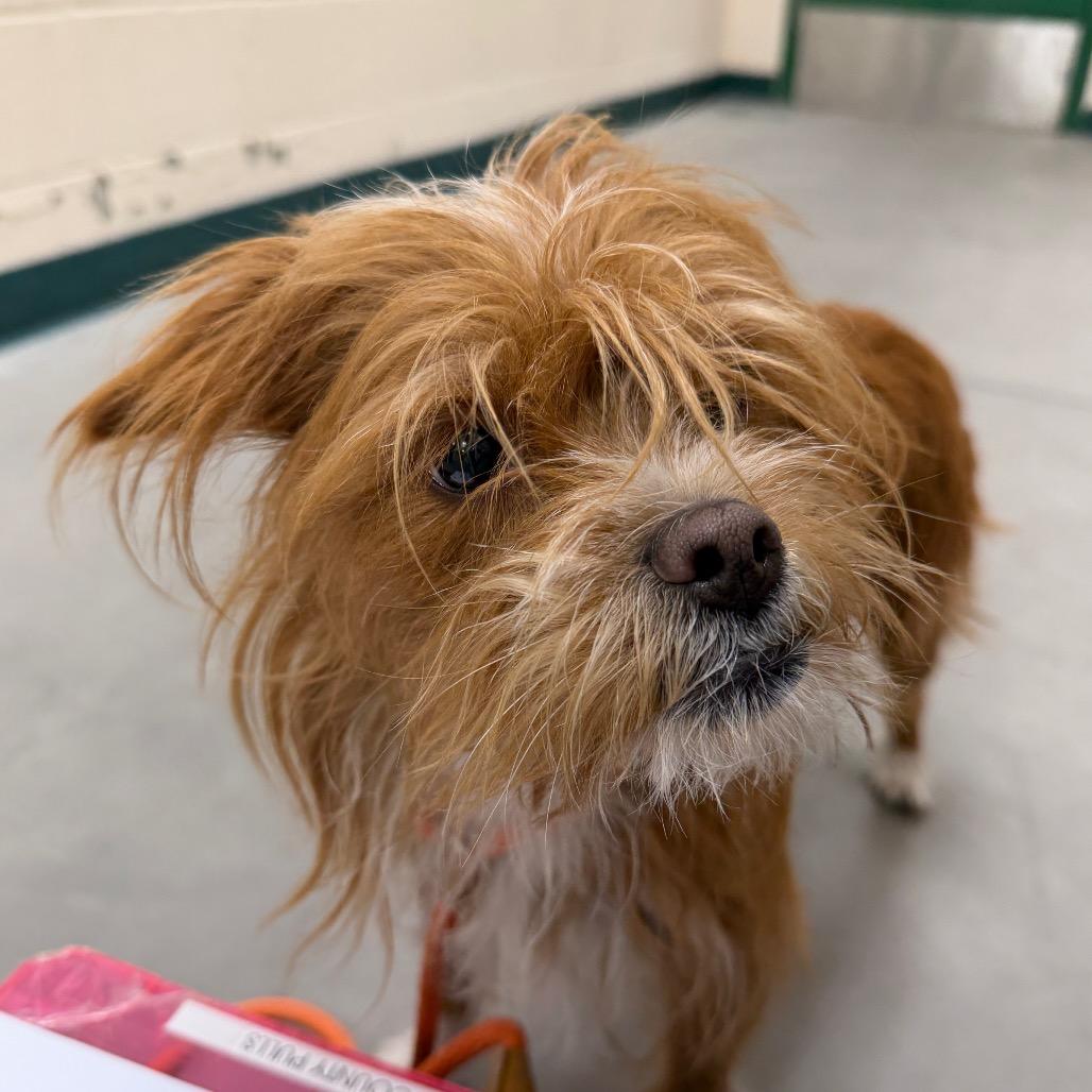 Mila, Adoptable, Adult Female Cairn Terrier.