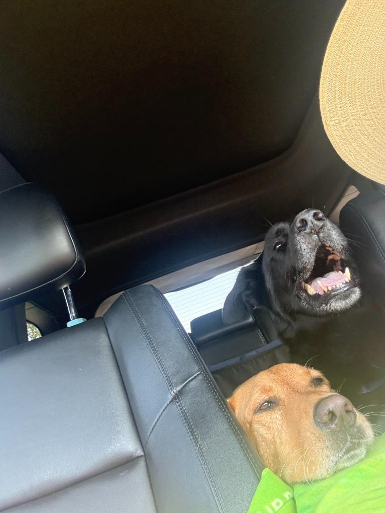 Nanook, Adoptable, Senior Male Labrador Retriever & Husky.