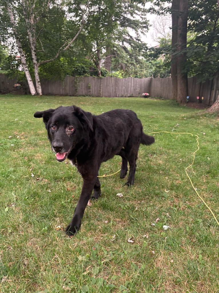 Enlarge Nanook, a Adoptable mixed breed in Liverpool, NY image 2/4