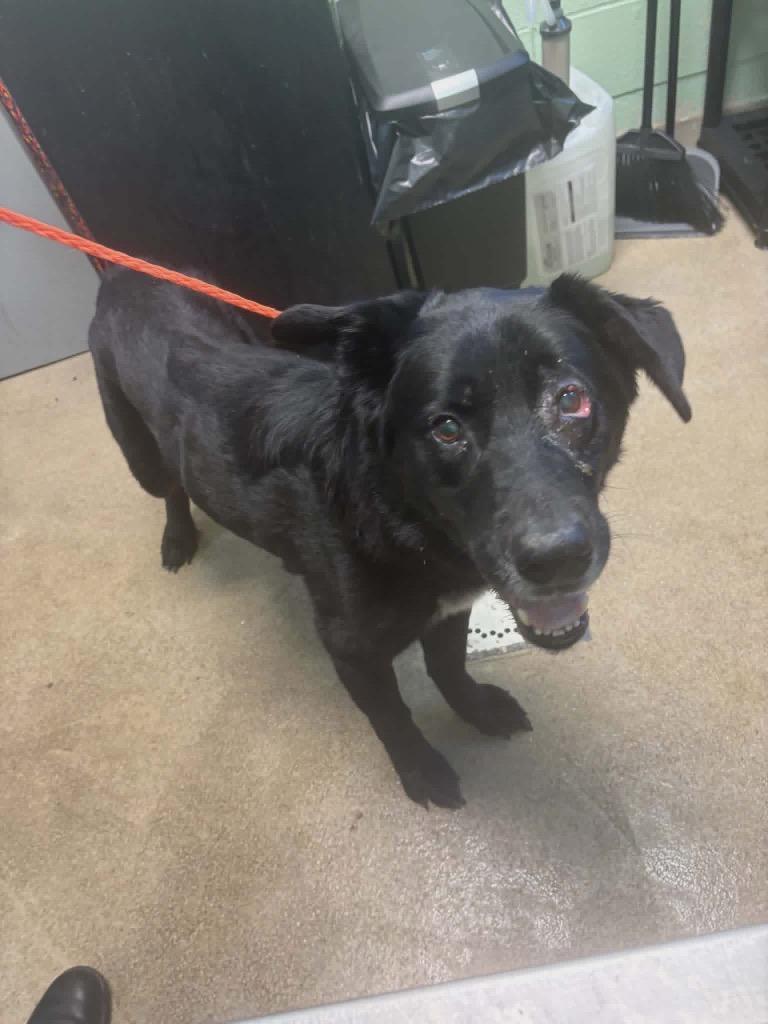 Enlarge Nanook, a Adoptable mixed breed in Liverpool, NY image 4/6