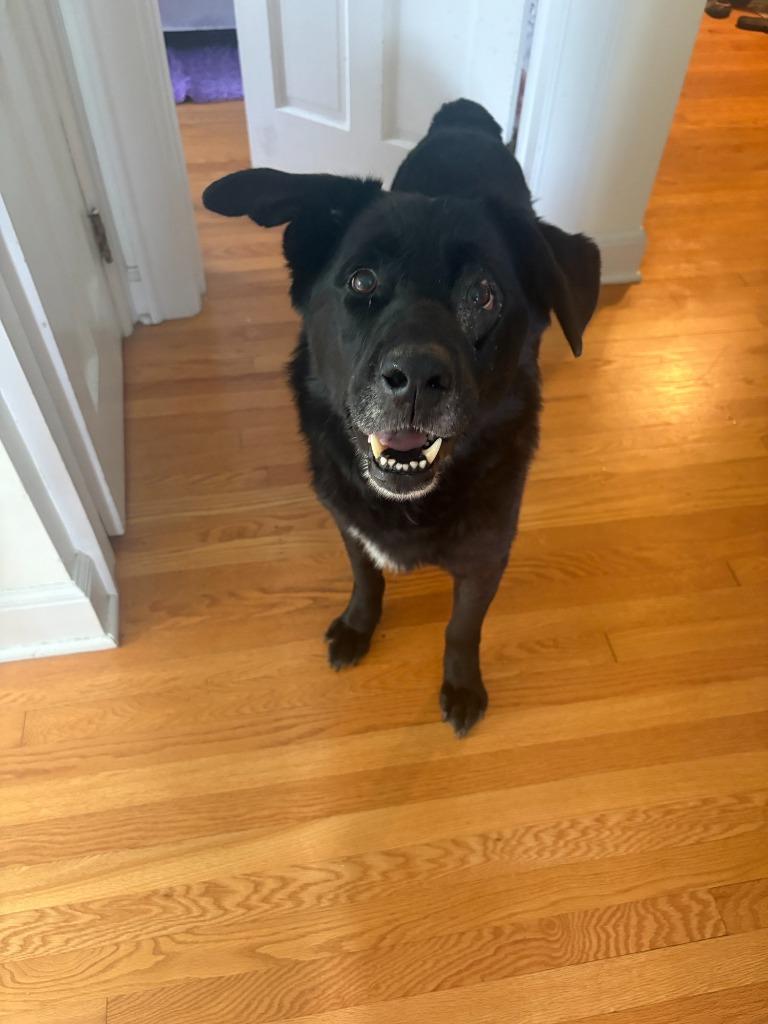 Enlarge Nanook, a Adoptable mixed breed in Liverpool, NY image 5/6