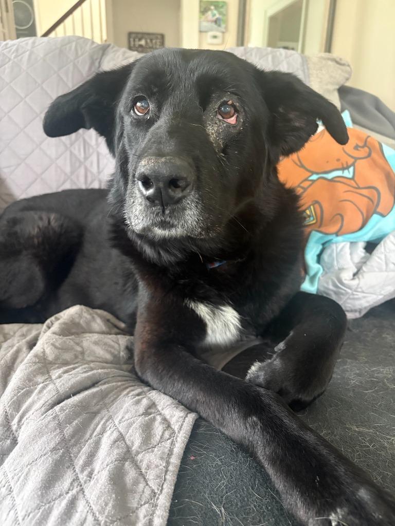 Enlarge Nanook, a Adoptable mixed breed in Liverpool, NY image 6/6