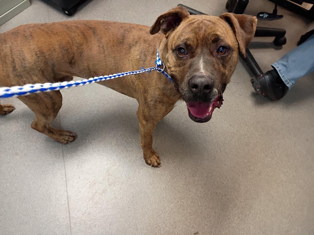 Buddy, Adoptable, Adult Male Pit Bull Terrier.