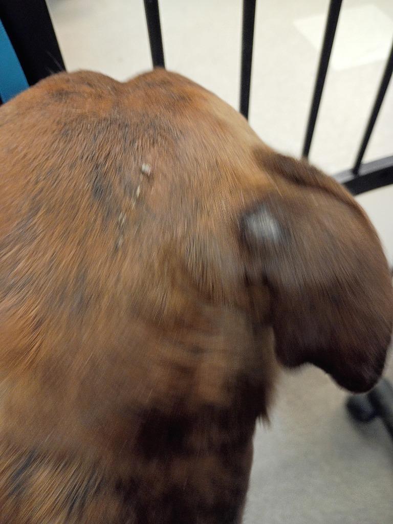 Enlarge Buddy, a Adoptable Pit Bull Terrier in La Porte, IN image 2/3