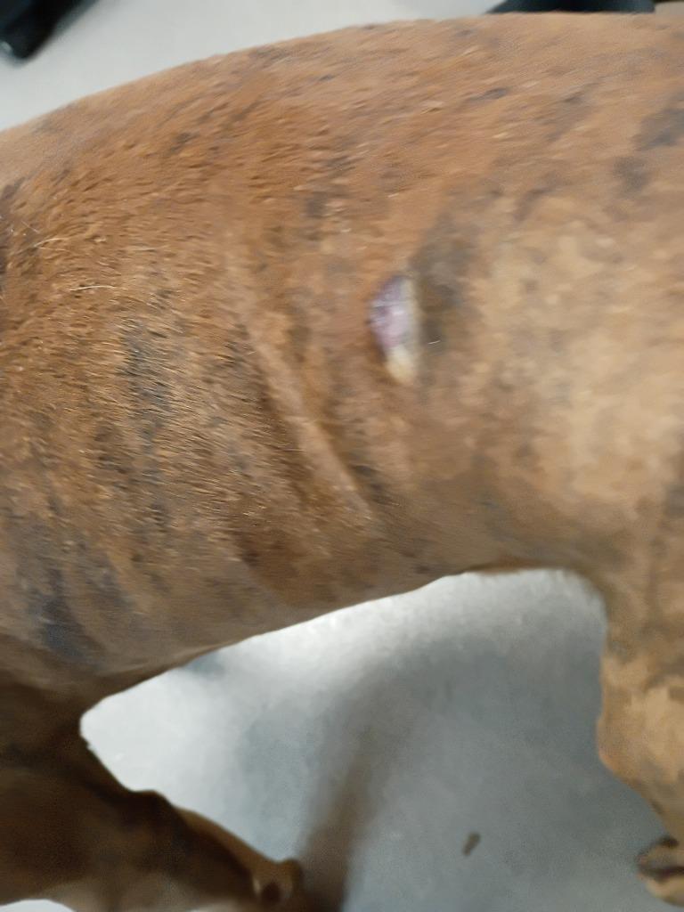 Enlarge Buddy, a Adoptable Pit Bull Terrier in La Porte, IN image 3/3