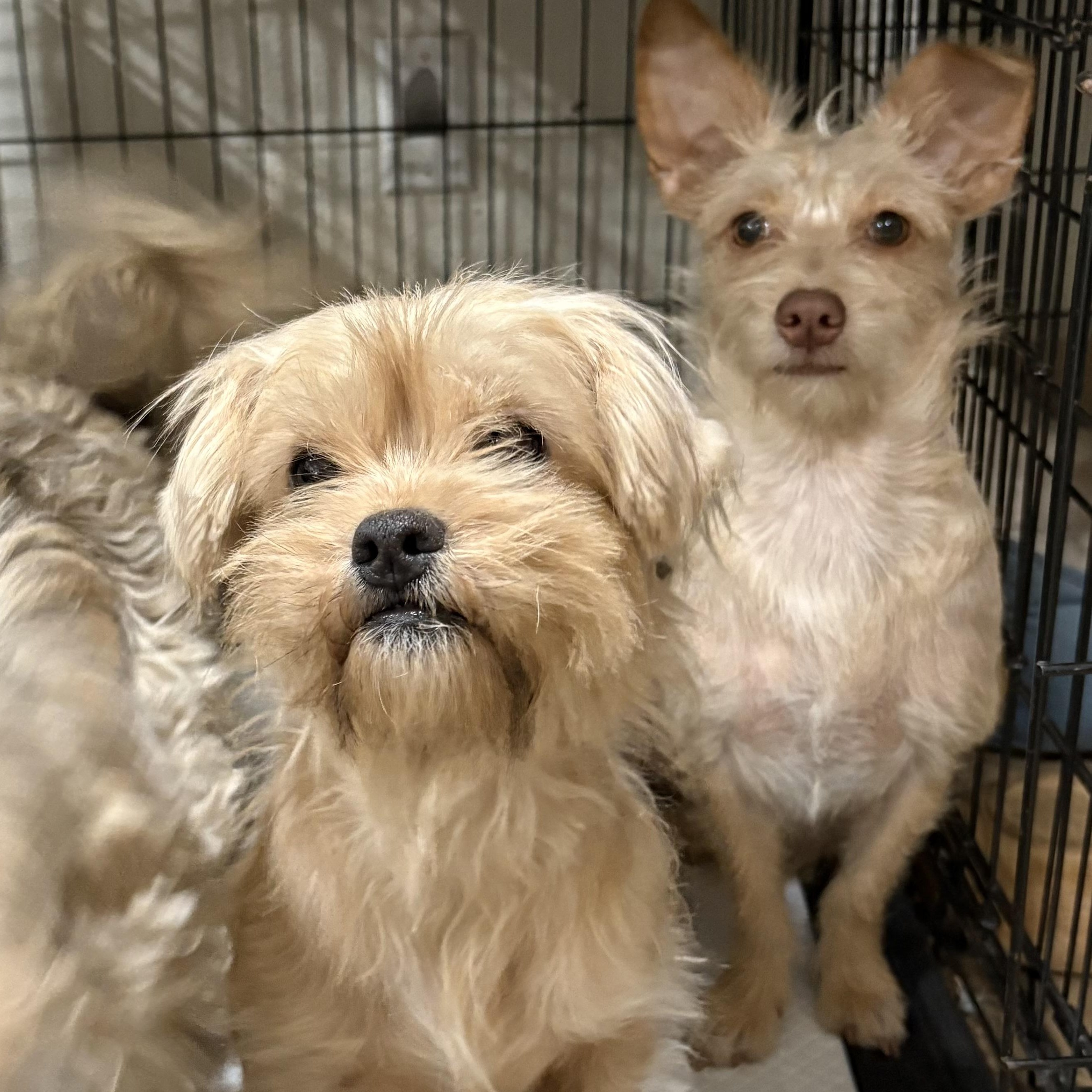 Enlarge Petunia, a Adoptable mixed breed in Reedley, CA image 5/5