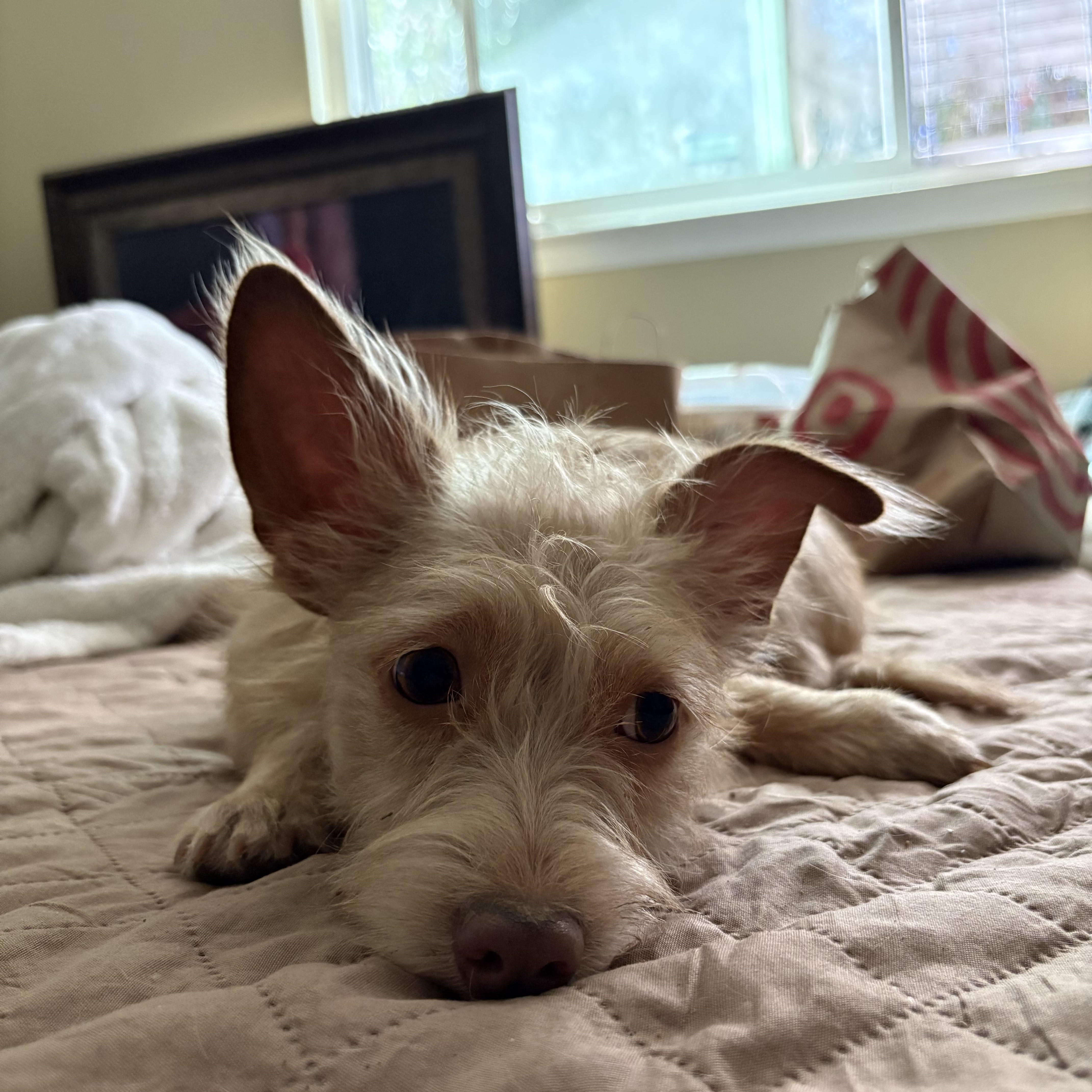 Enlarge Petunia, a Adoptable mixed breed in Reedley, CA image 4/5