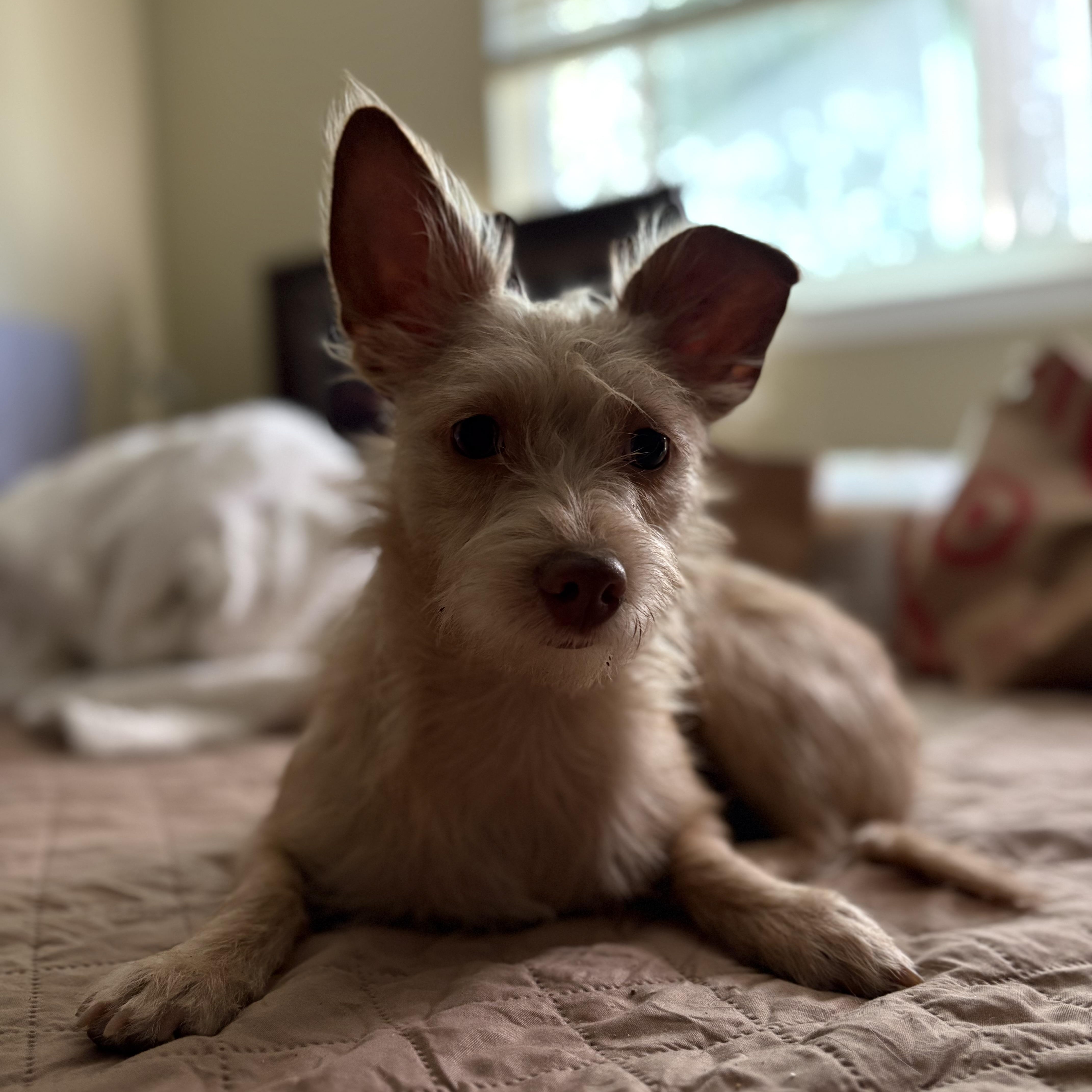 Enlarge Petunia, a Adoptable mixed breed in Reedley, CA image 3/5