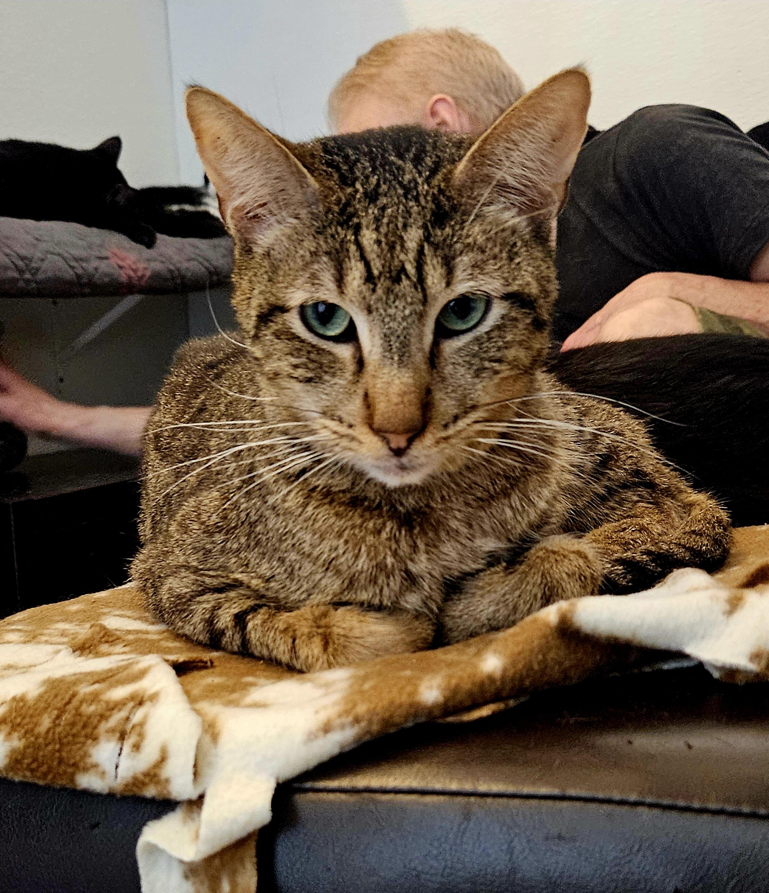 Piper, Adult Male unknown