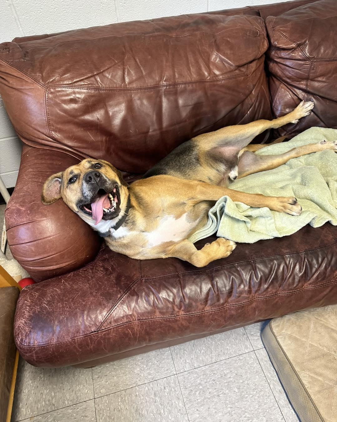 Pumba, an adoptable Mixed Breed in North Myrtle Beach, SC, 29582 | Photo Image 4