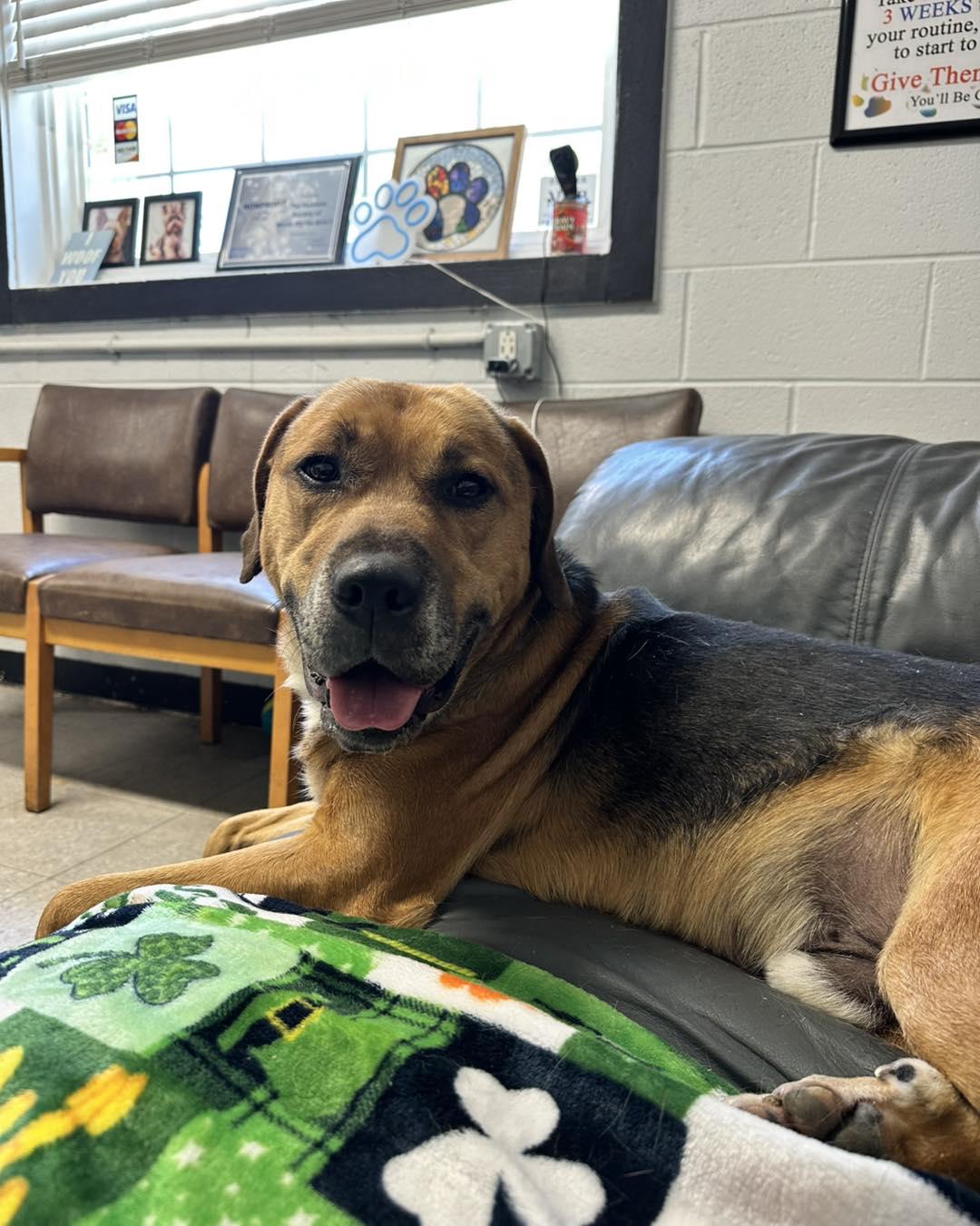 Pumba, an adoptable Mixed Breed in North Myrtle Beach, SC, 29582 | Photo Image 3